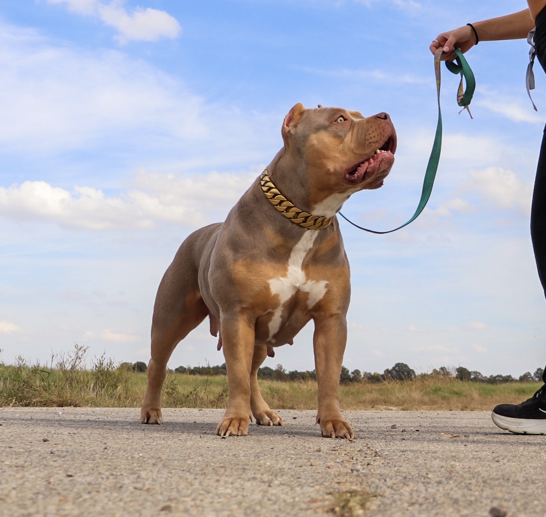Dog Featured Image