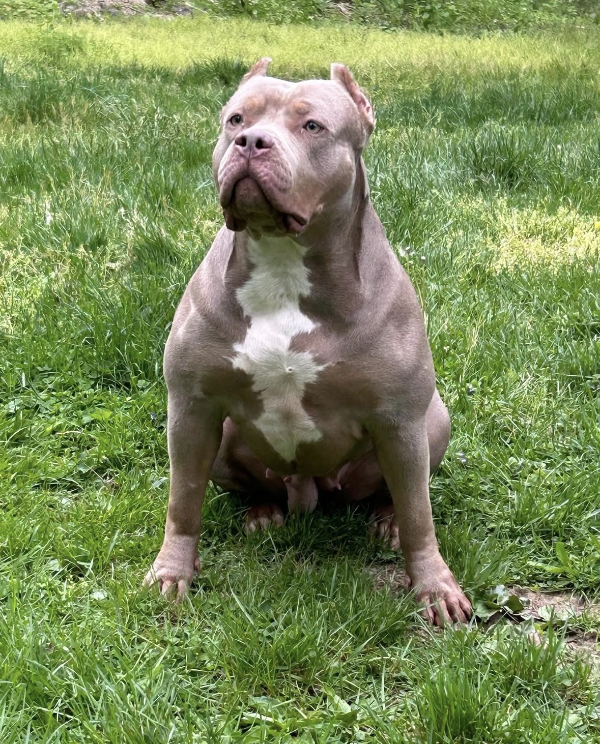 Dog Featured Image