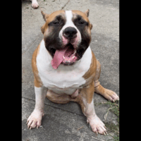 Pro Bull’s Dozer