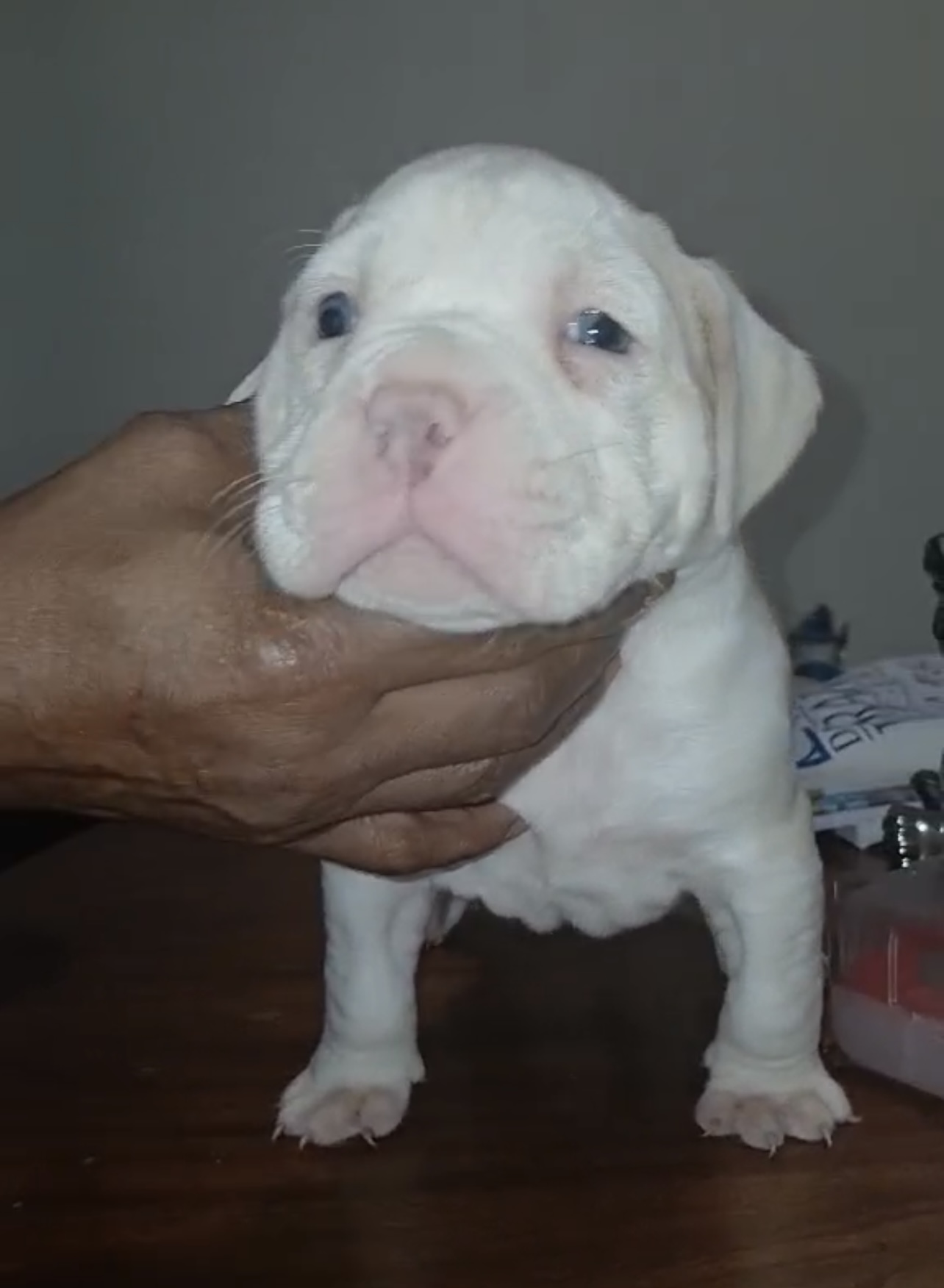 Dog Featured Image