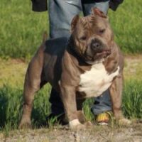 Big house Mr wiggles