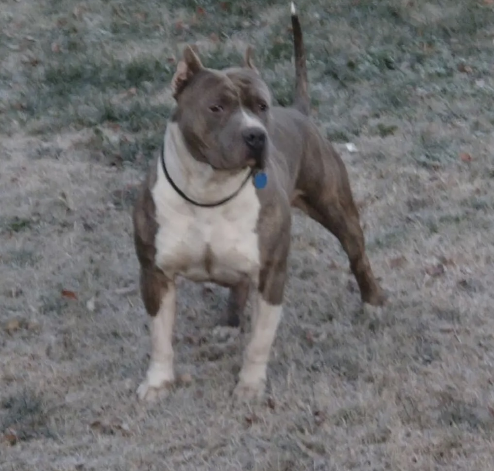 Dog Featured Image