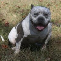 BANKROLL’S GETTIN’ PUDGEY OF NEB