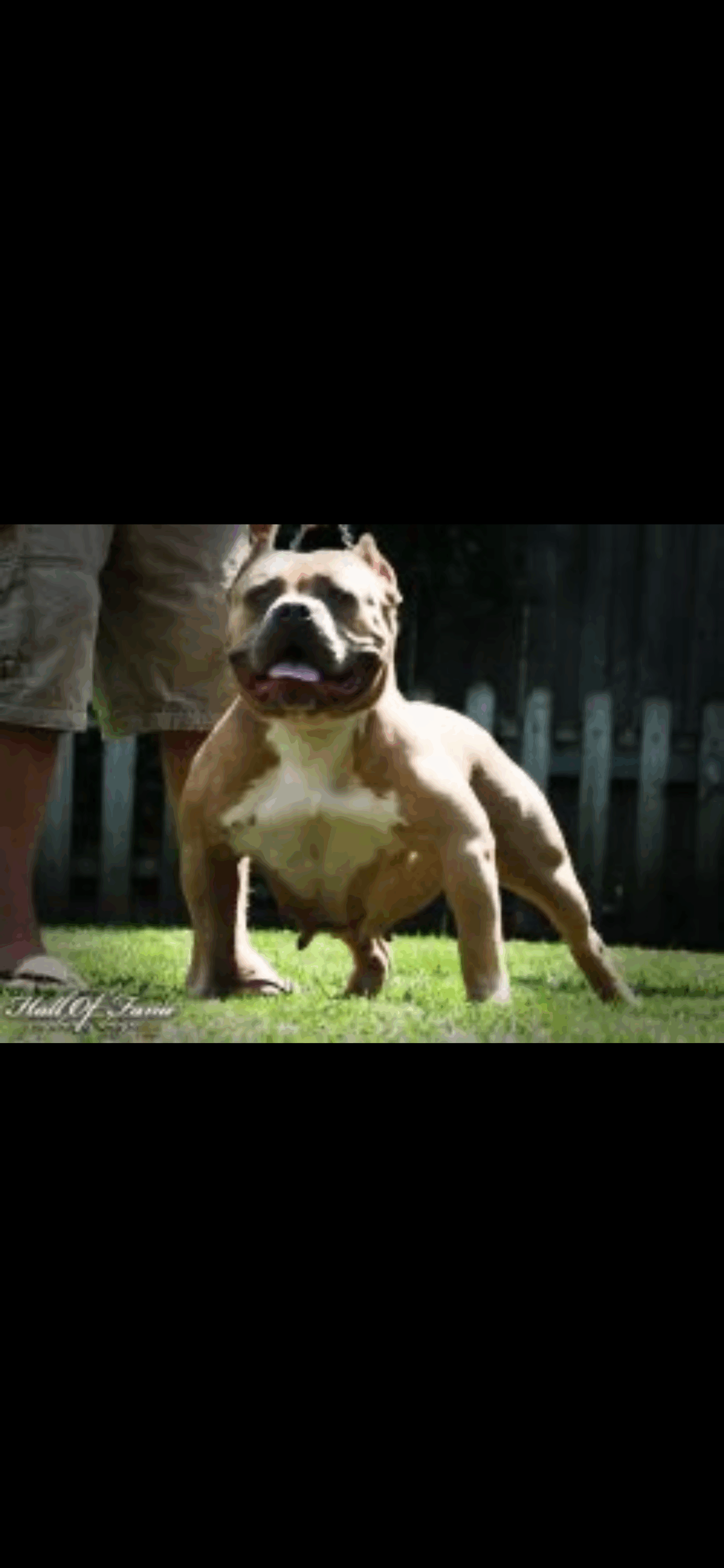 Dog Featured Image