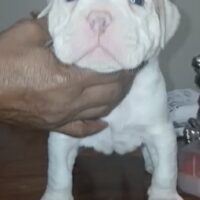 ABKs Cujo