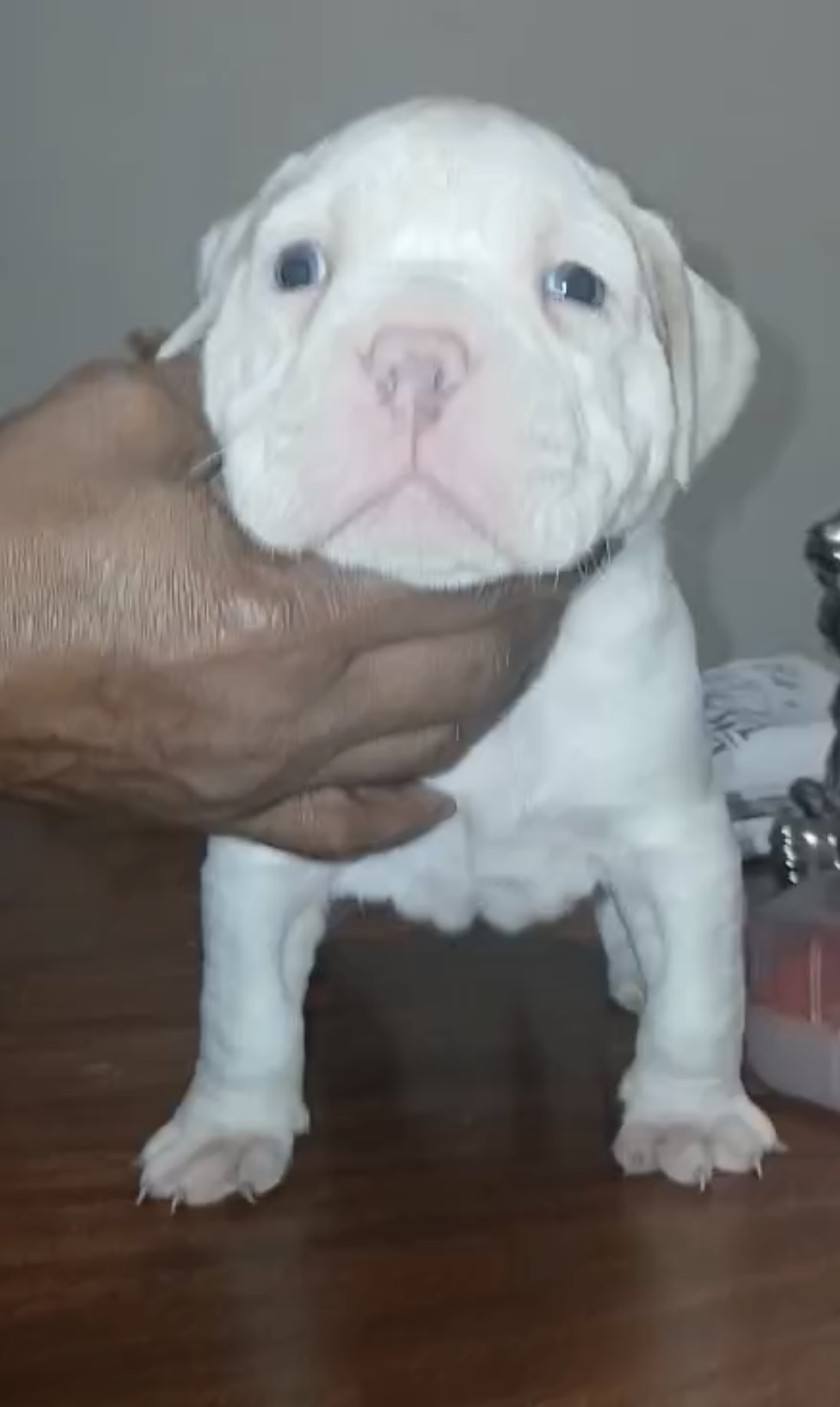 Dog Featured Image