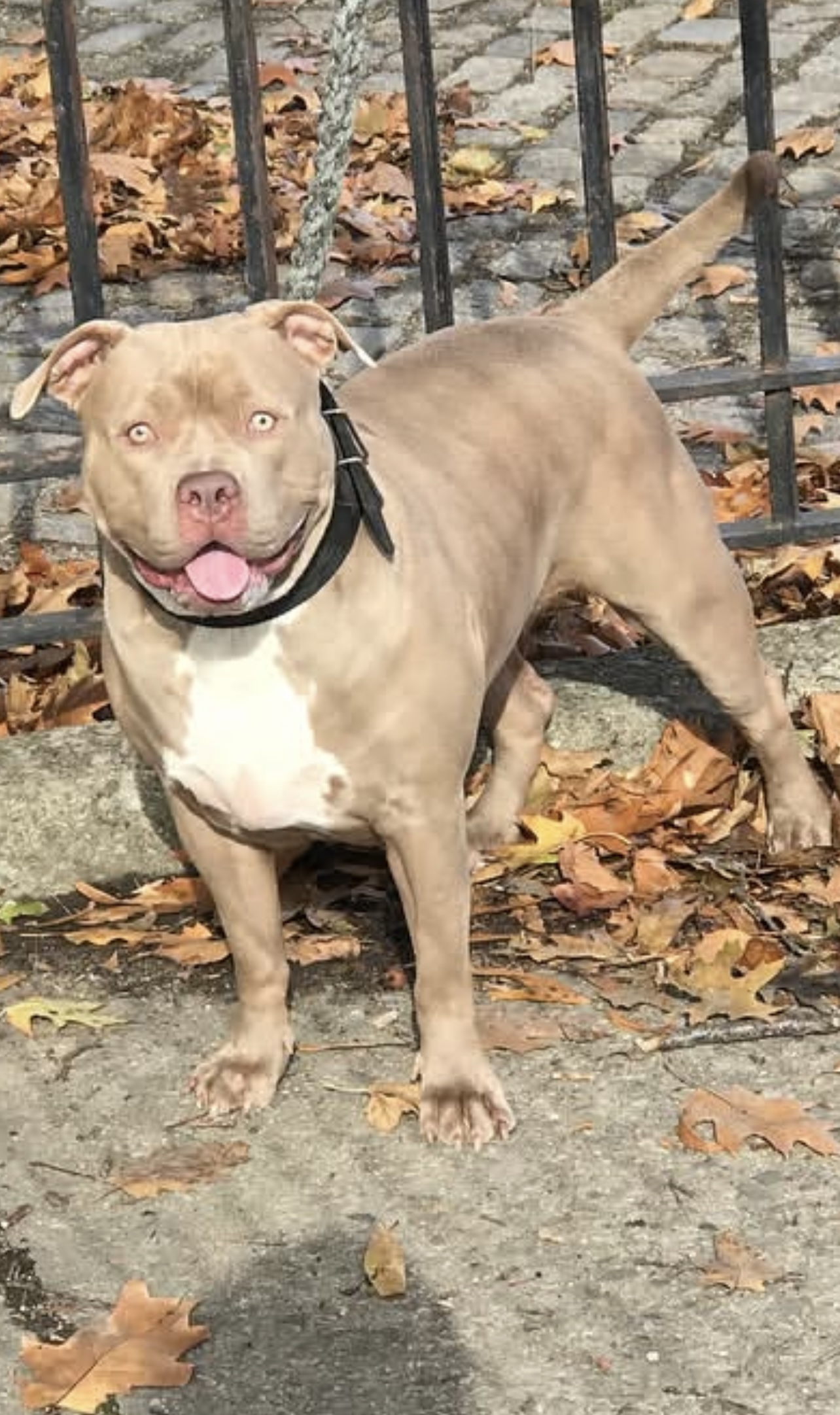 Dog Featured Image