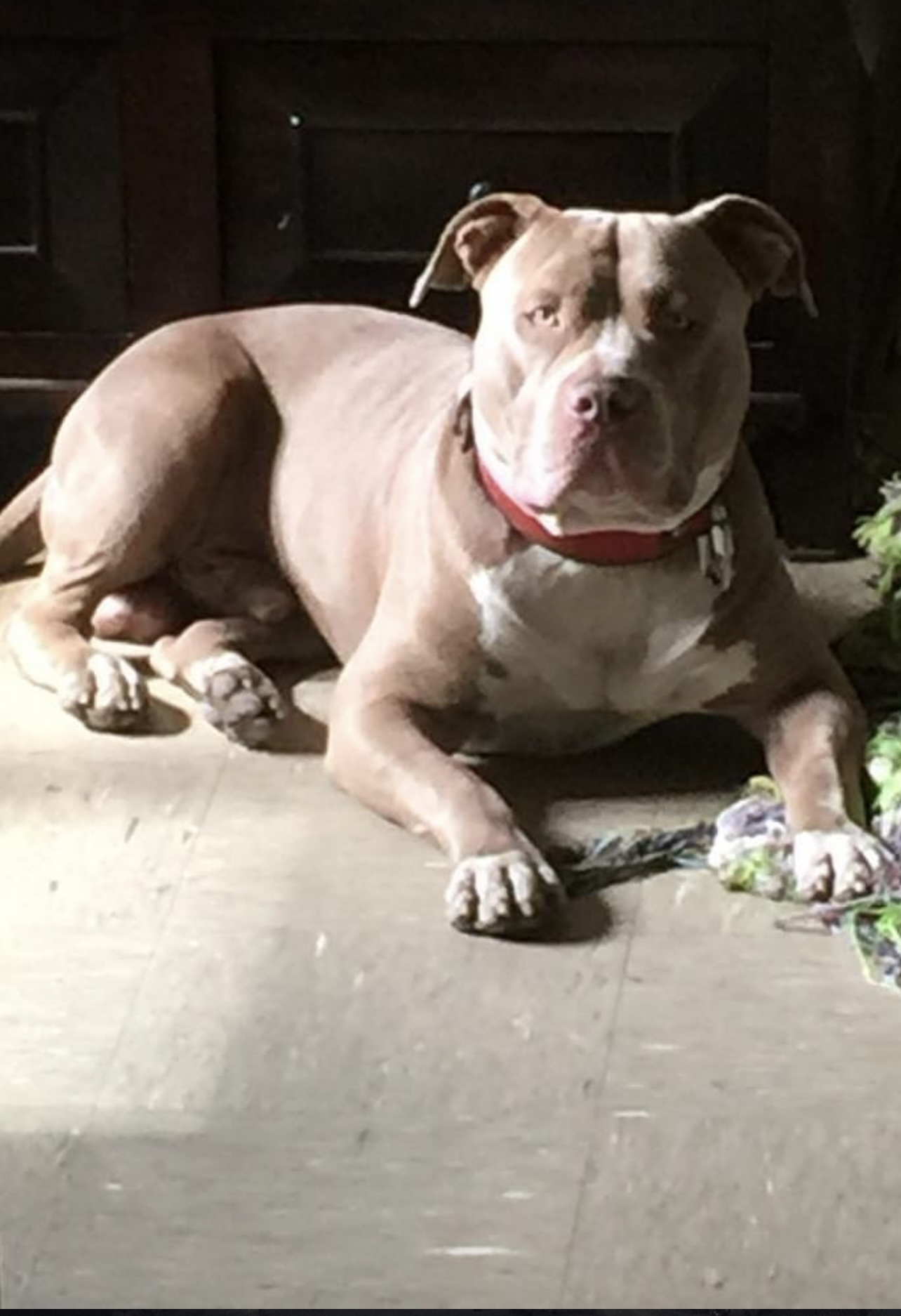 Dog Featured Image