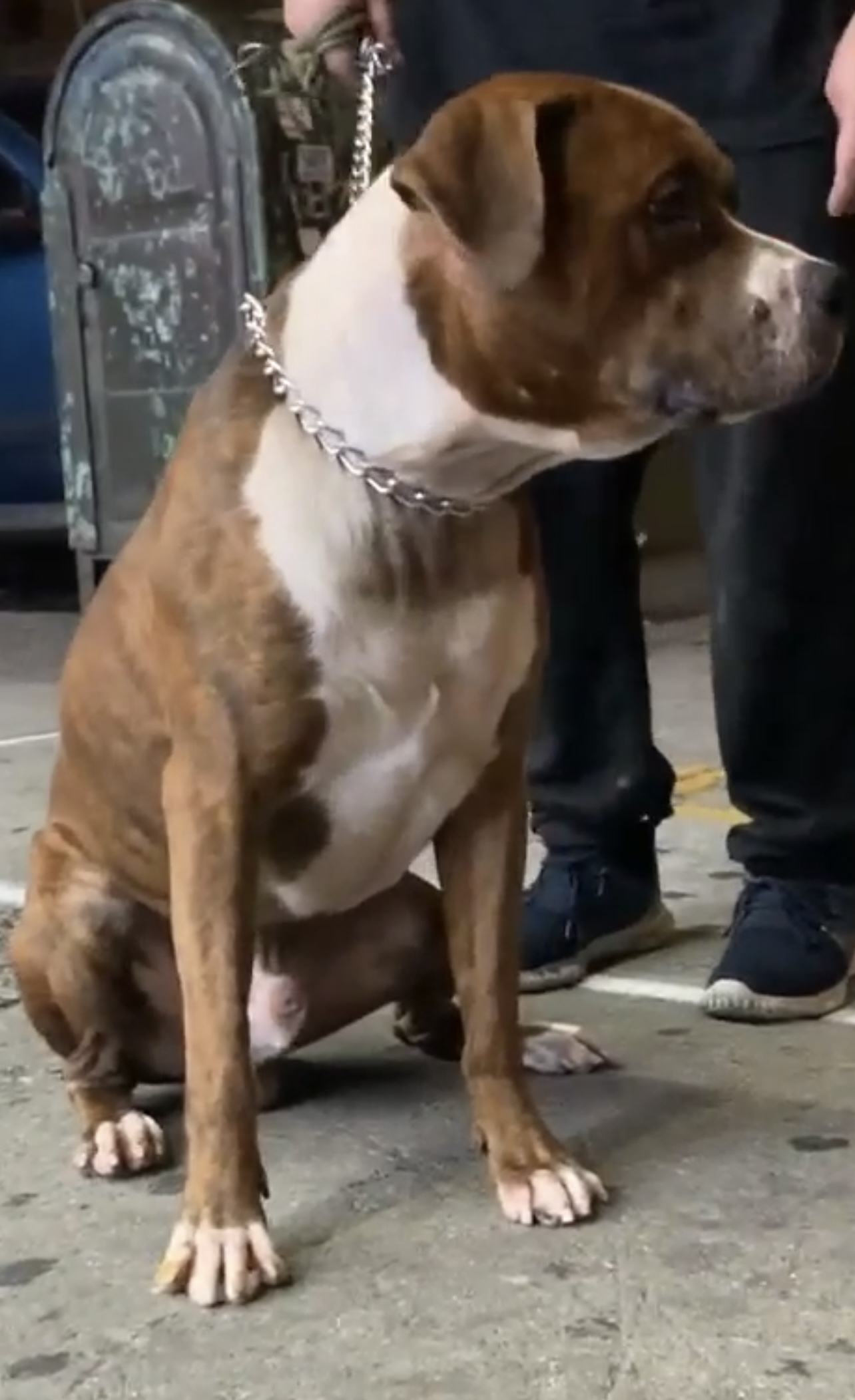 Dog Featured Image