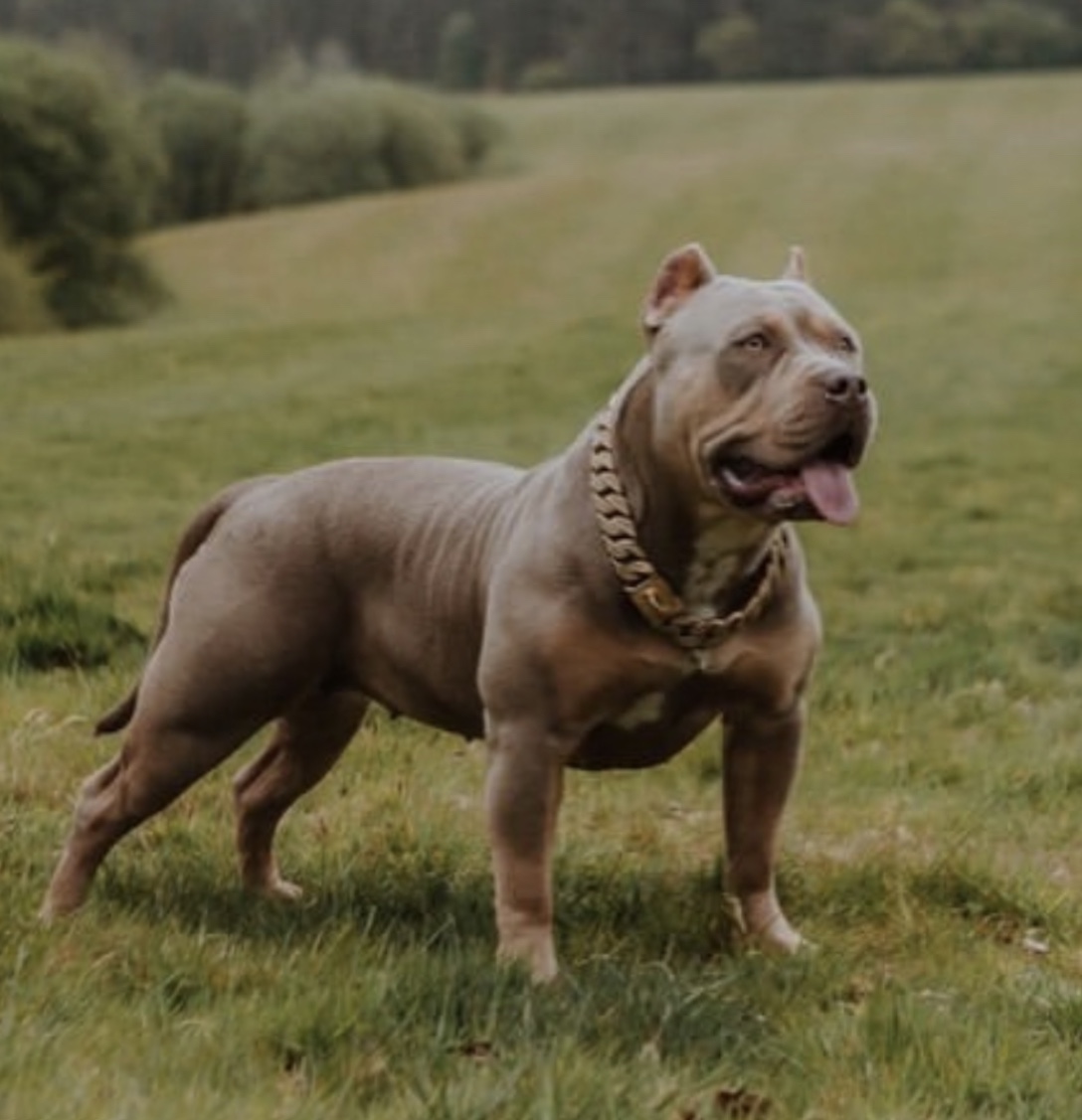 Dog Featured Image