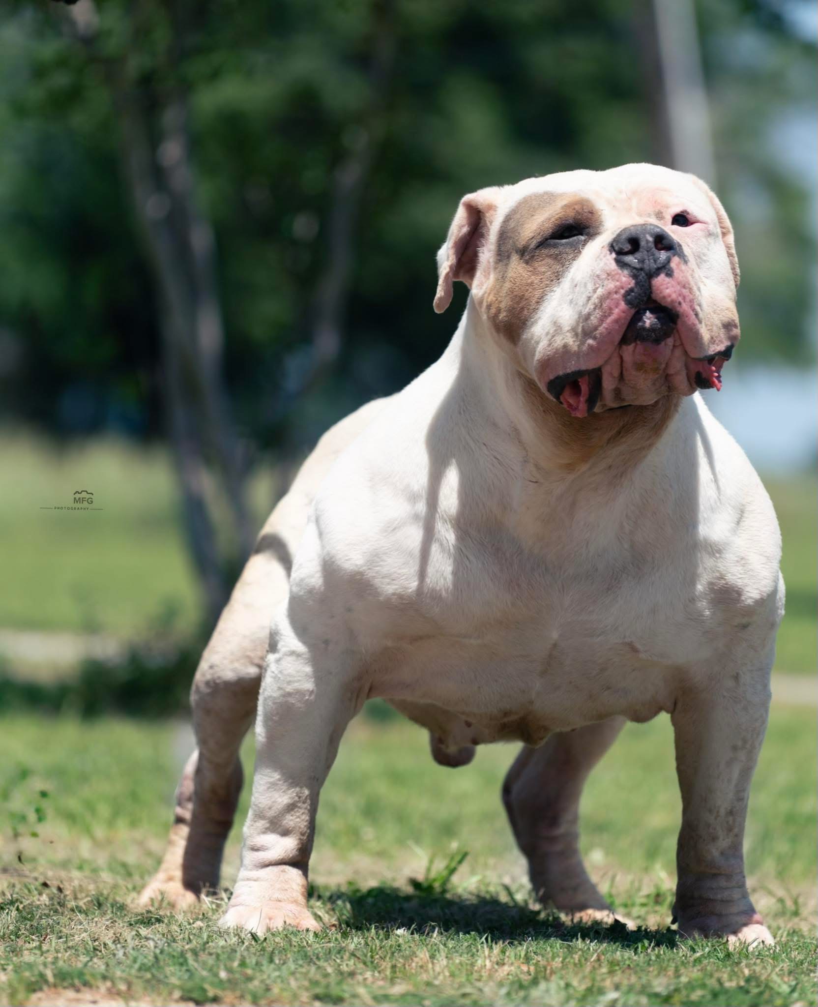 Dog Featured Image