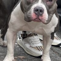 Nala la mala