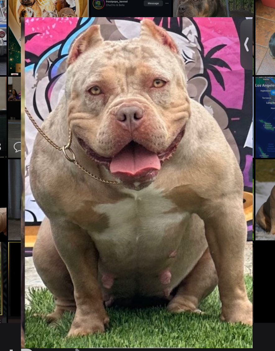 Dog Featured Image