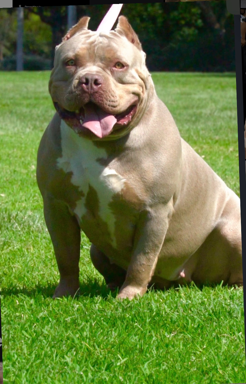 Dog Featured Image
