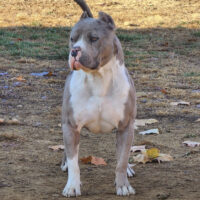 CRUNCHTIME KINGMIDUS OF BELLAMIA BULLZ