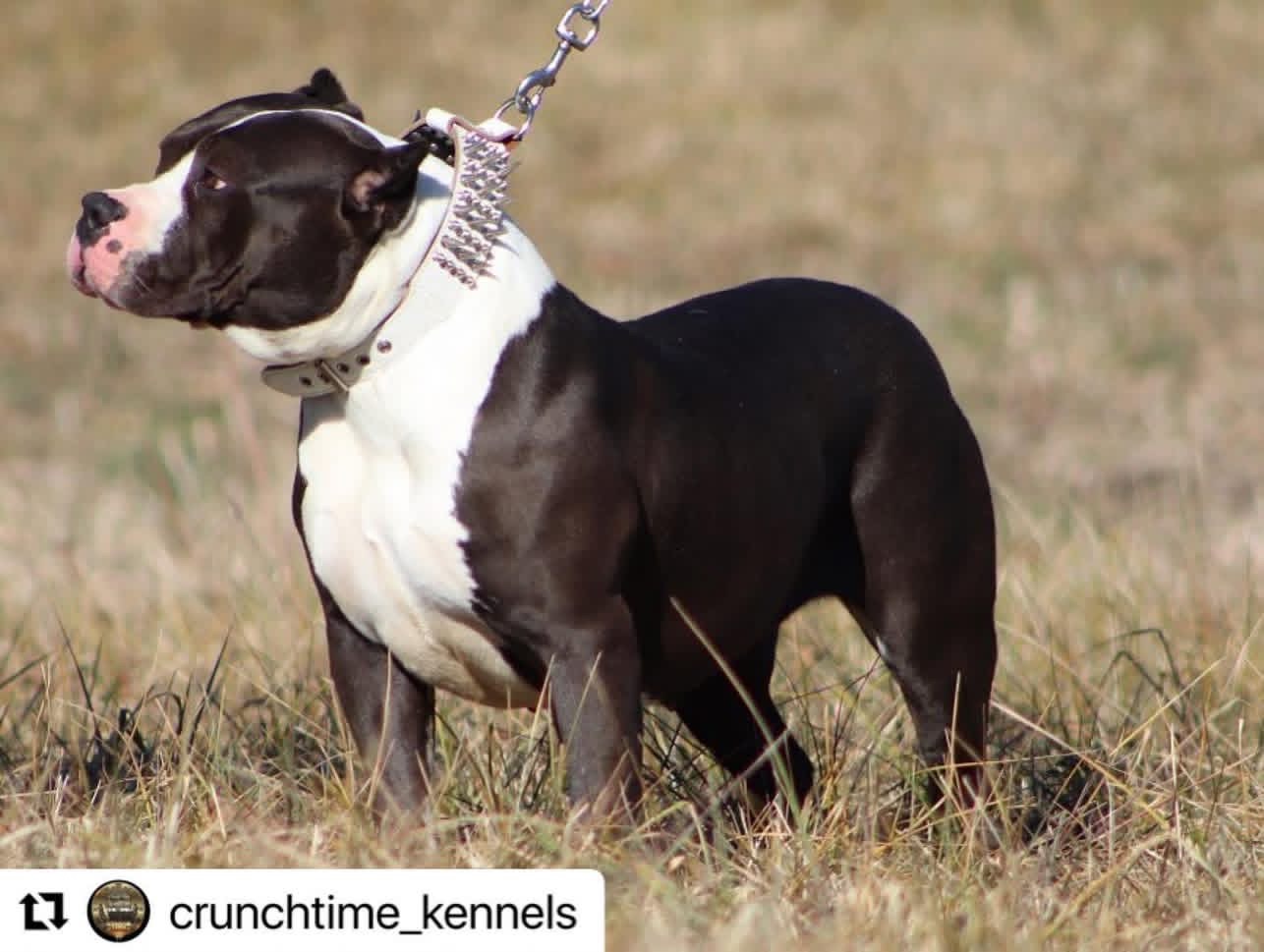 Dog Featured Image