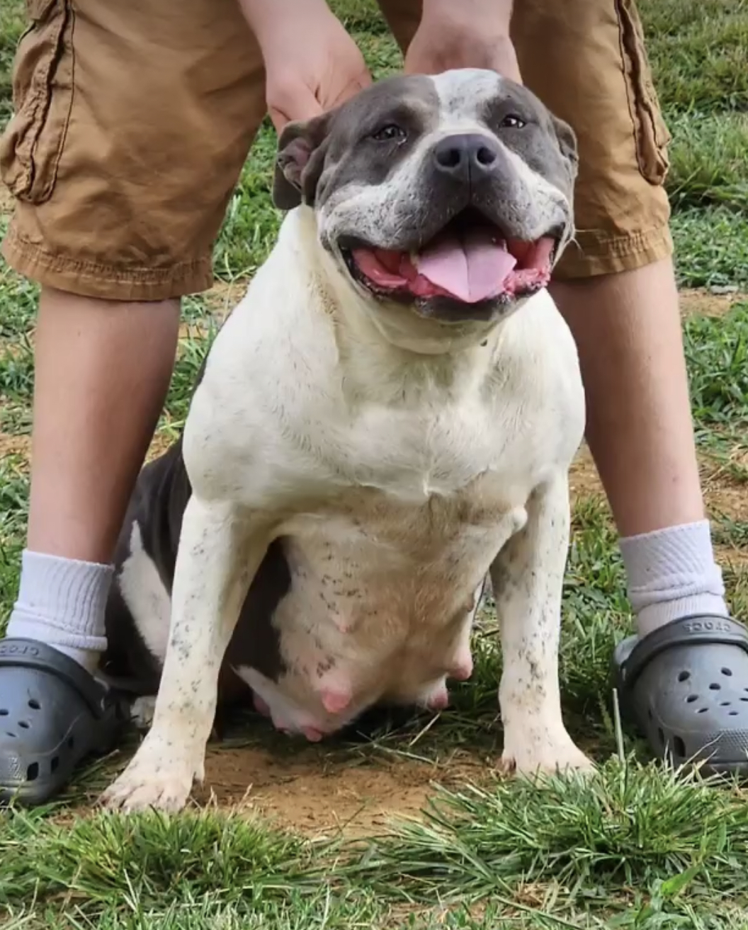Dog Featured Image