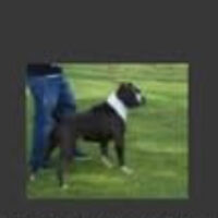Empowerbully pitbull the undertaker