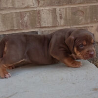 Double Up Bully Kennels Nala