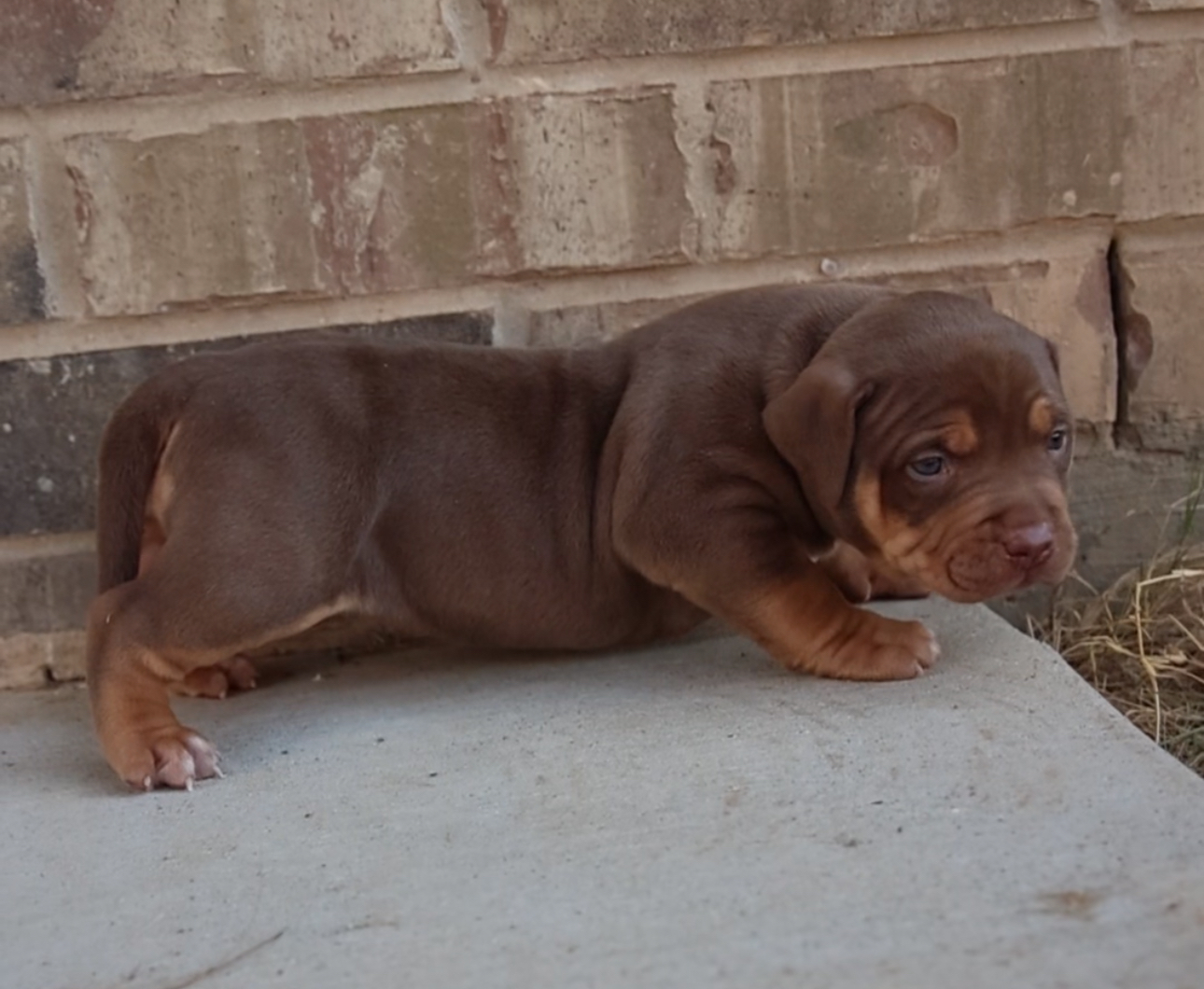 Dog Featured Image