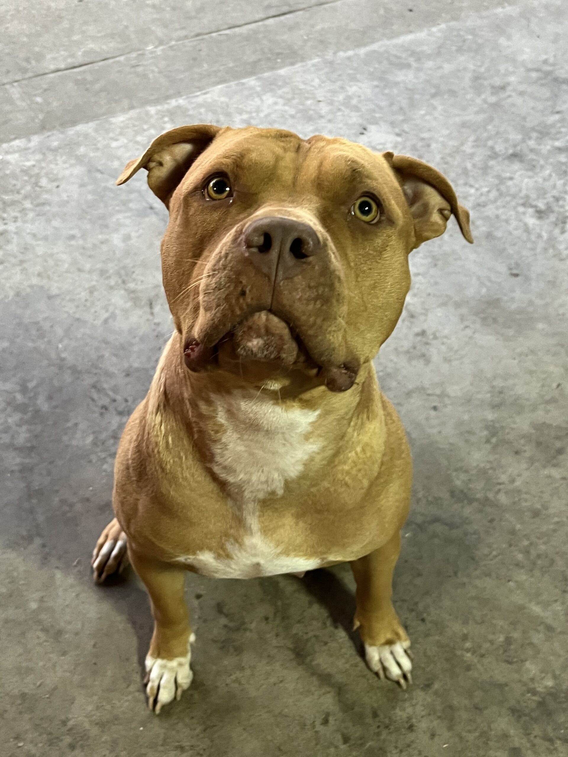 Dog Featured Image