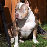 Dog Featured Image