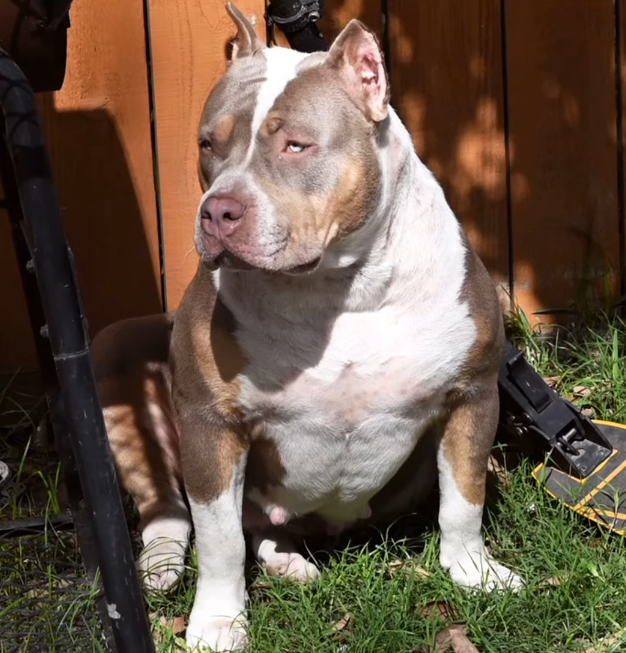 Dog Featured Image
