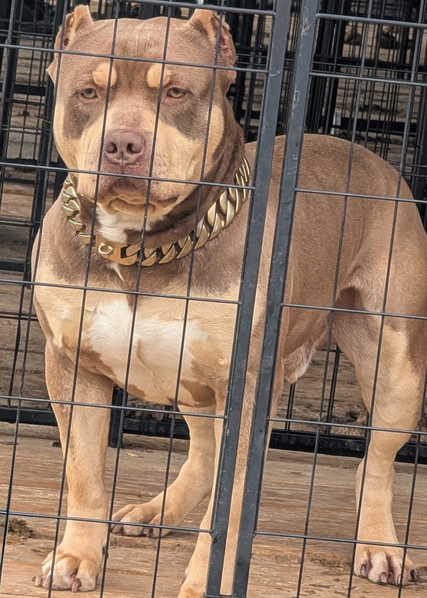 Dog Featured Image