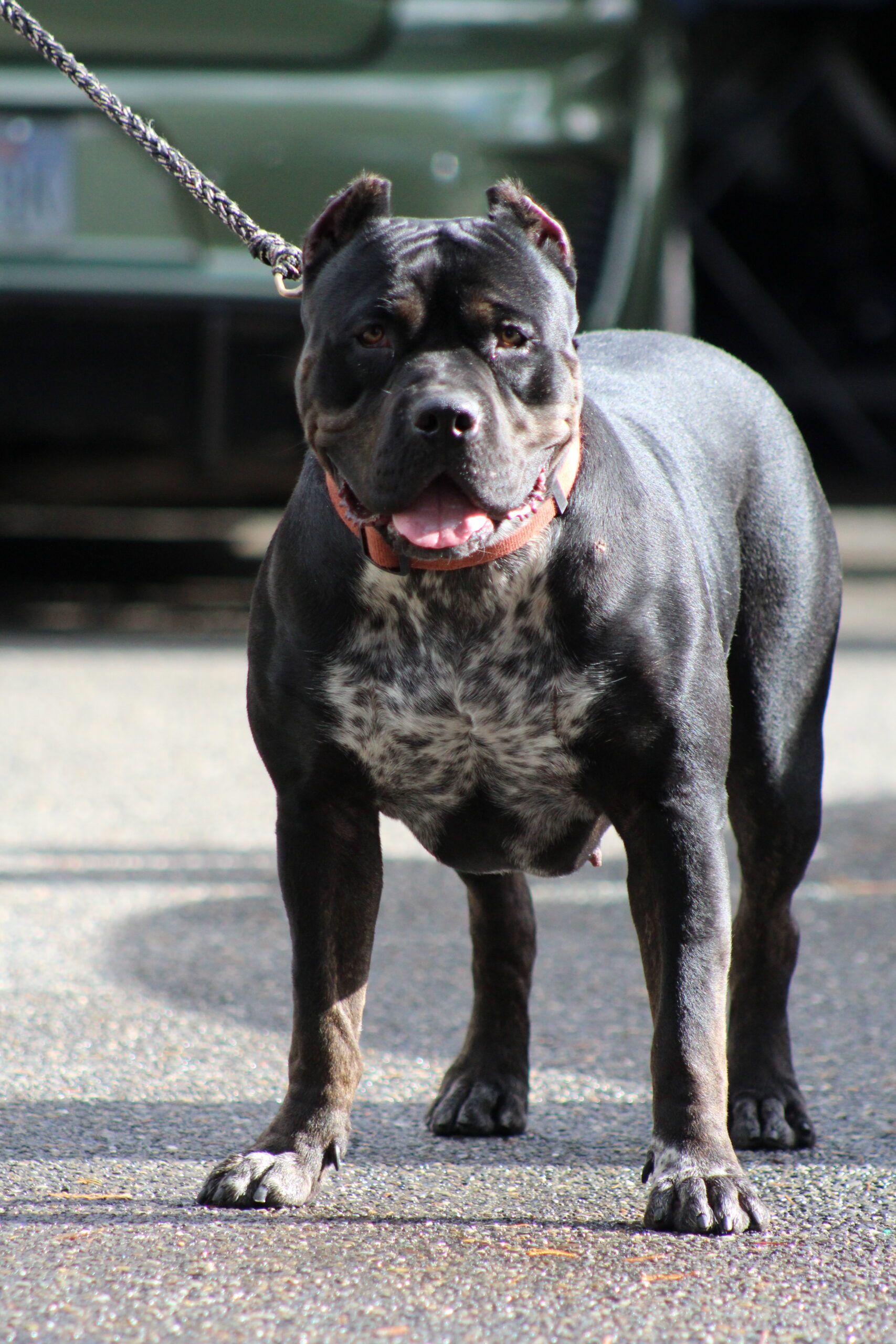 Dog Featured Image