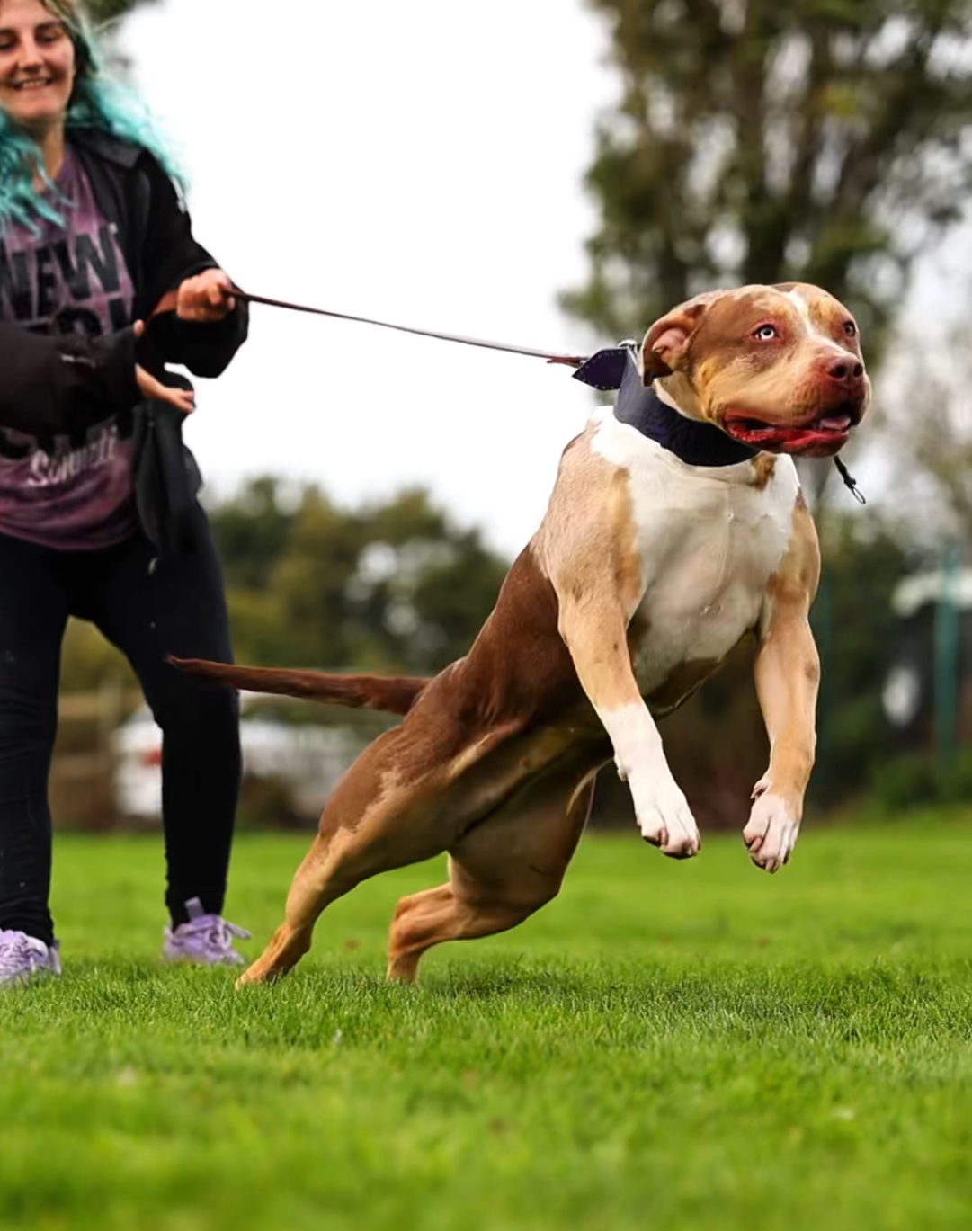 Dog Featured Image