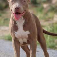 Sapphire Legacy Kennels Raven