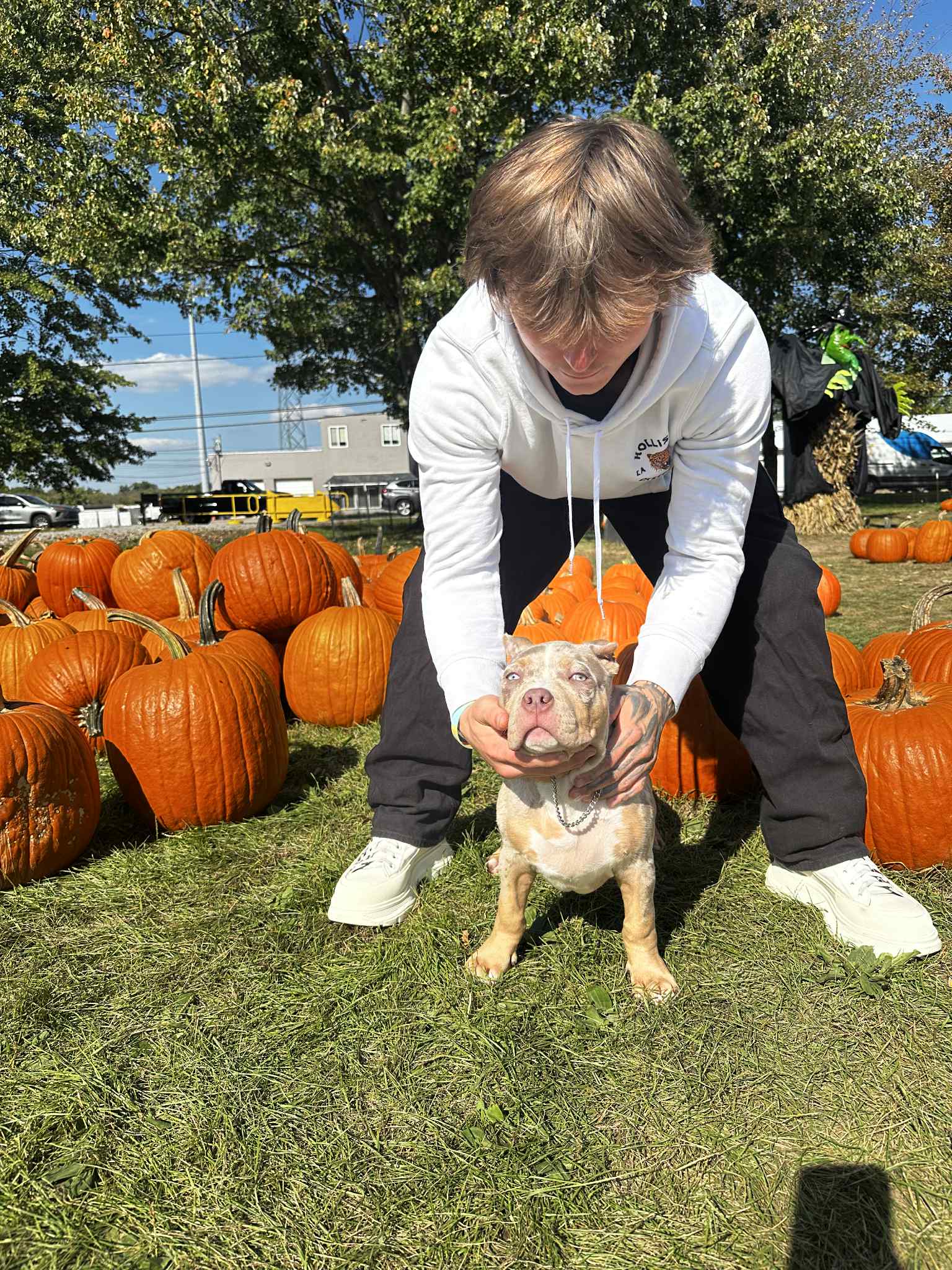 Dog Featured Image