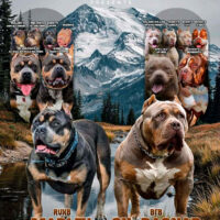 RVXB MS MARLEY x BFB CH KING RAGNAR