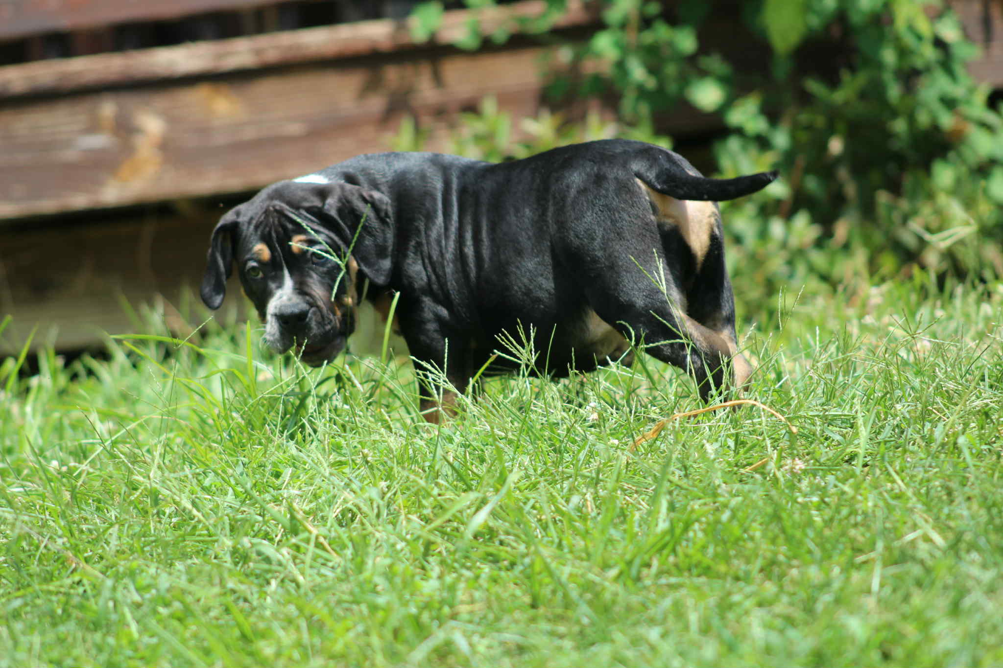 Dog Featured Image