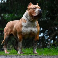 Cb.luxury.bullies Beefy
