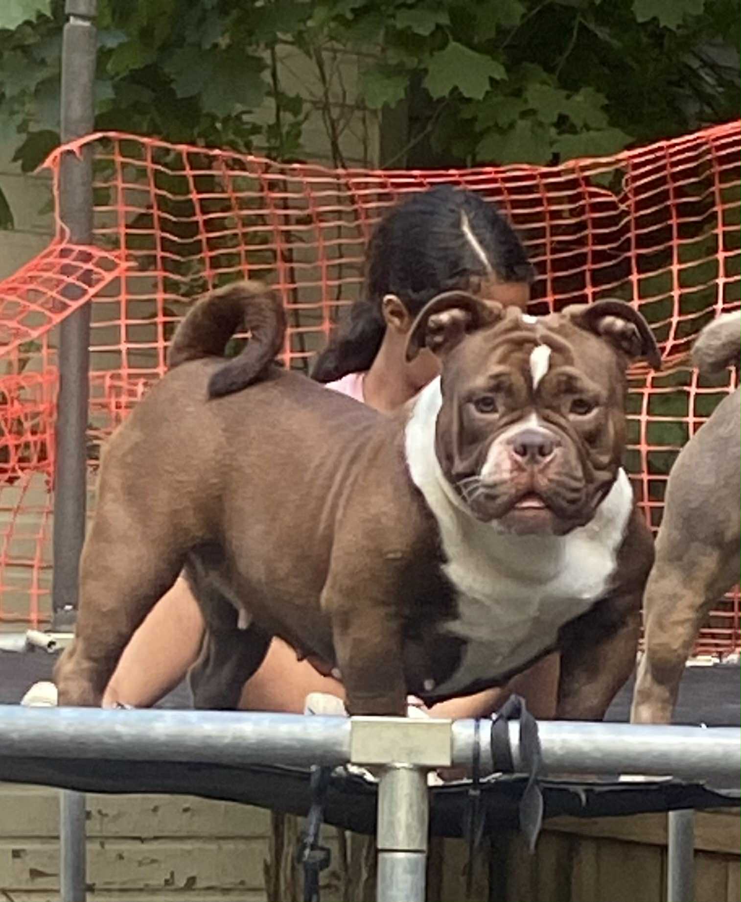 Dog Featured Image