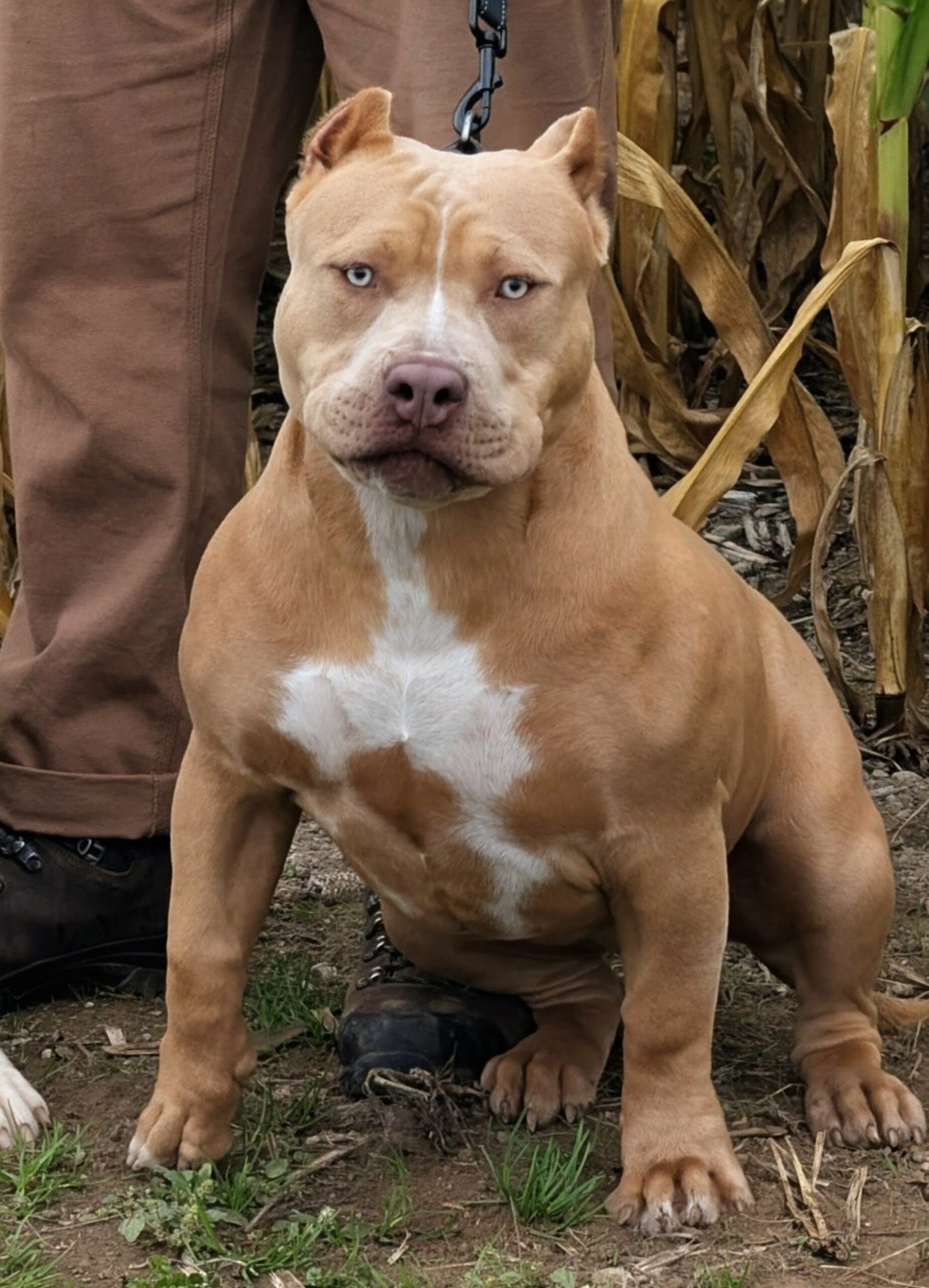 Dog Featured Image