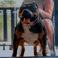 Real XL Bullies Django Camp Bullies