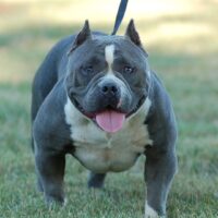 ONE SHOT BULLIES BLUEBERRY MUFFIN