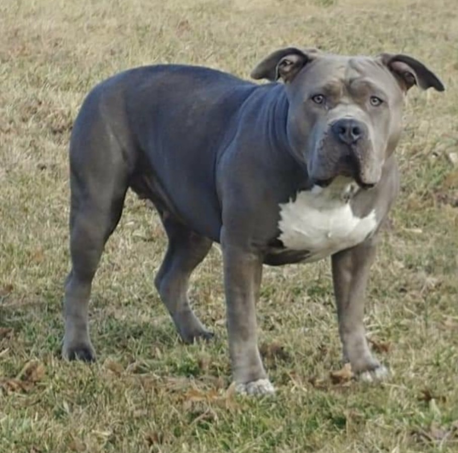 Dog Featured Image