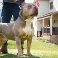 TopDogBullies Outlaw of DZB