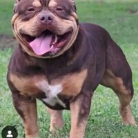 Designer Bullies Choco.