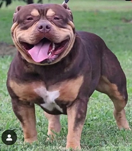 Dog Featured Image