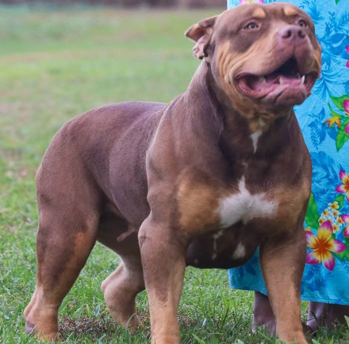 Dog Featured Image