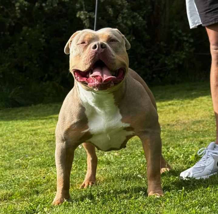 Dog Featured Image
