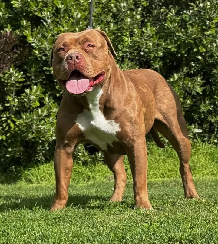 Dog Featured Image