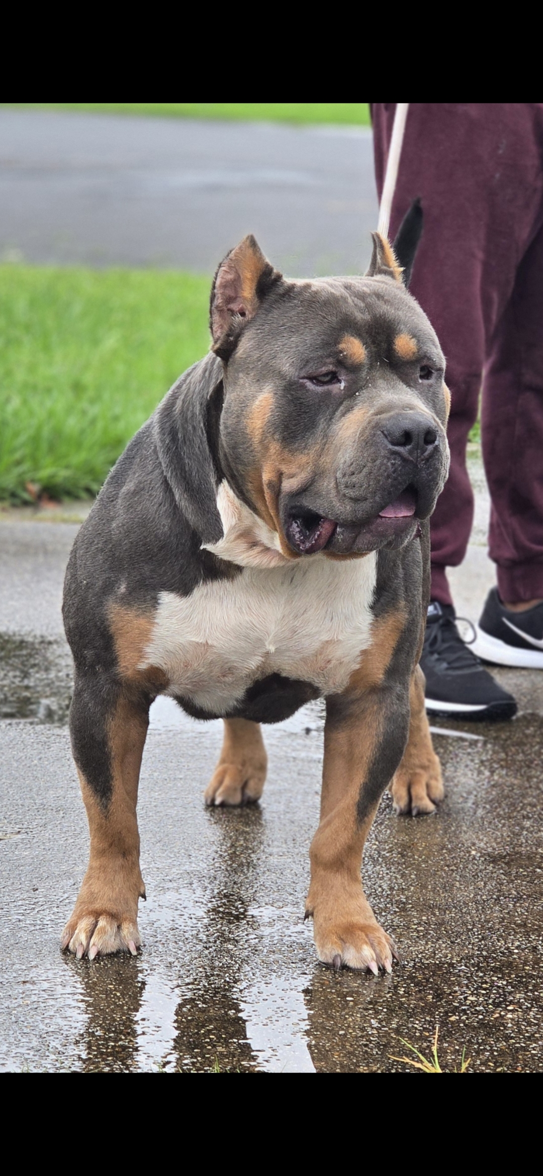 Dog Featured Image