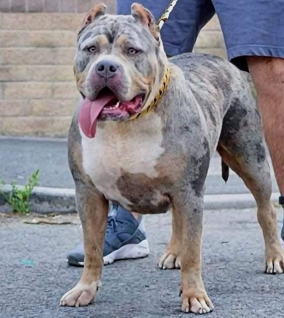 Dog Featured Image