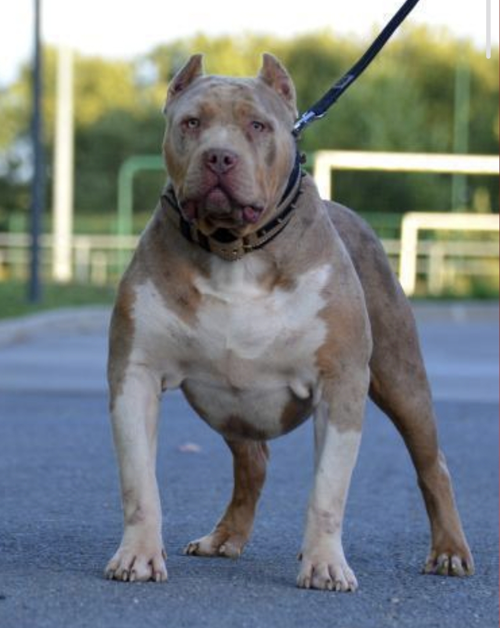 Dog Featured Image