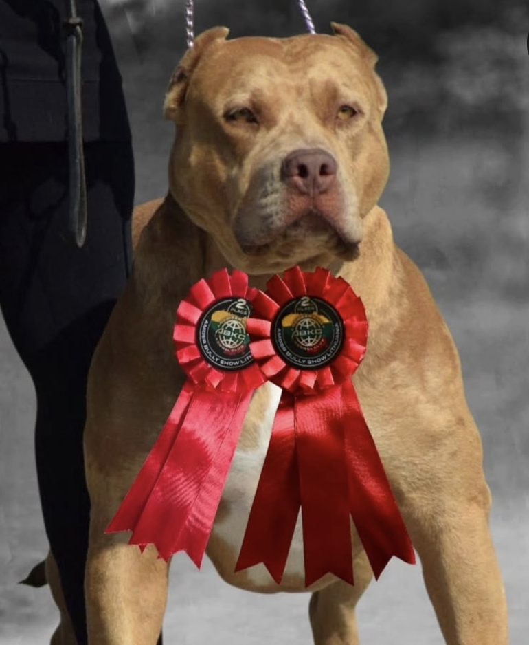 Dog Featured Image